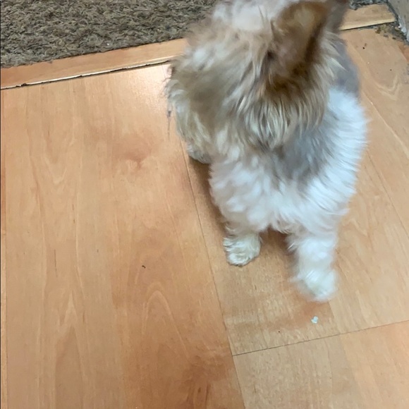 Meet your Posher, Candice - Picture 1 of 1